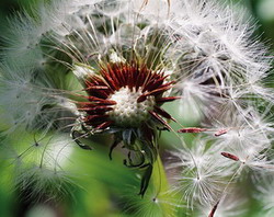 온세상으로 퍼져가는 민들레 씨앗