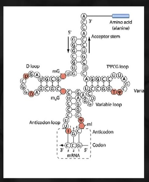 mRNA 구조