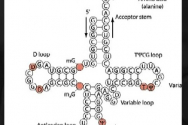 mRNA 구조