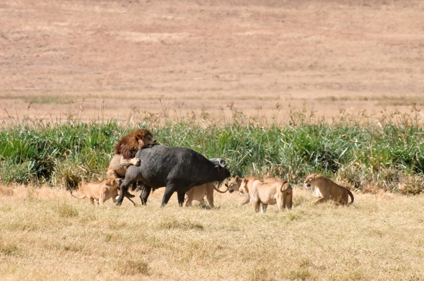 ▲배고픔이라는 지극히 정상적인 본능의 명령에 따라서만 움직이는 동물들이 있다. 하지만, 인간은 본능에 의한 불가피한 경우가 아님에도 잔인함을 행하기도 한다. ⓒoliver.dodd