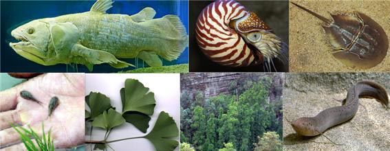 대표적인 살아있는 화석들. (왼쪽 위부터 시계방향으로) 실러캔스, 앵무조개, 투구게, 폐어, 울레미 소나무, 은행나무, 긴꼬리 투구새우. 이들은 조금도 진화하지 않은 채, 수억 년 전의 화석과 동일한 모습으로 오늘날에도 살아있다.