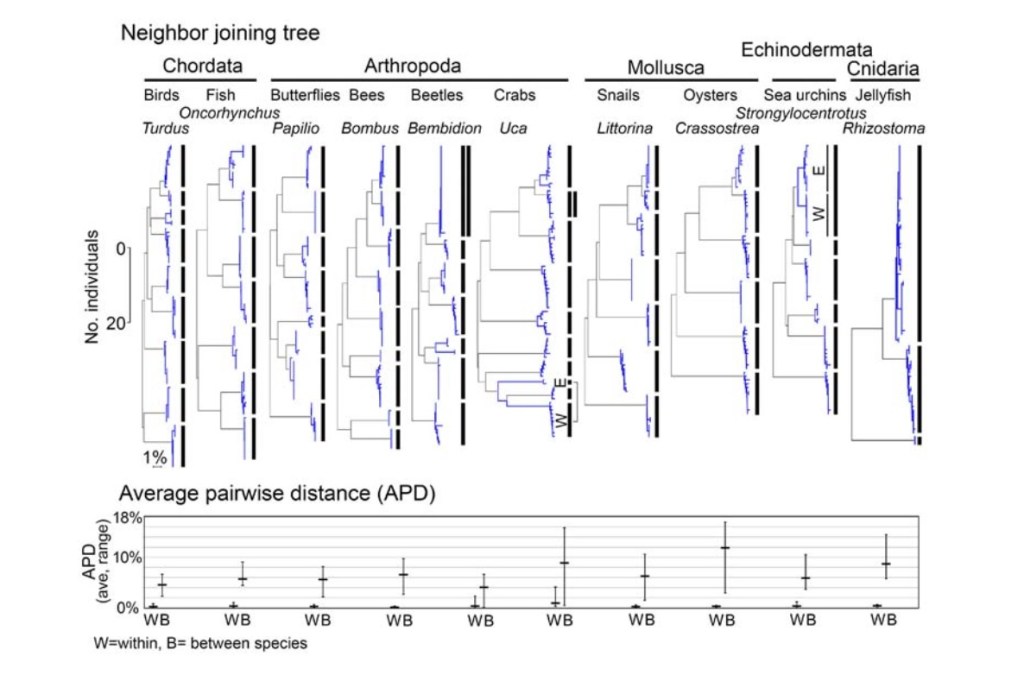 출처: Why should mitochondria define species 각 종의 종내 변이 차이(W)는 아주 작고 종간 변이 차이(B)는 크다는 것을 알 수 있으며 이는 각 종의 공통 조상은 최근 출현했고 각 종은 분명히 구분됨에 대한 근거 입니다.