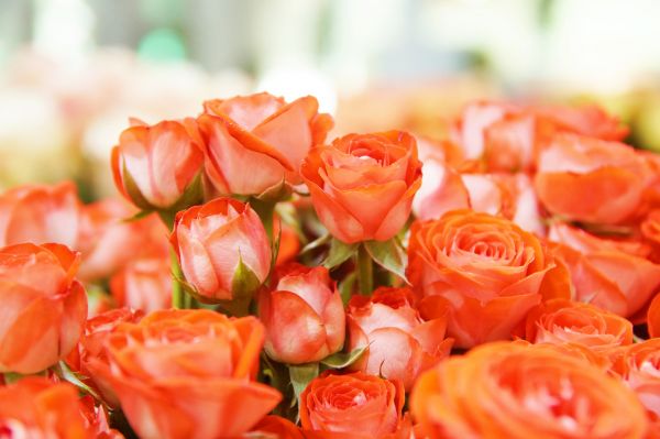 아름답게 피어 있는 꽃 