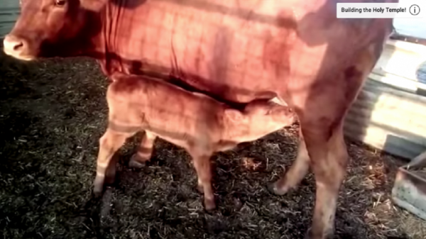 ▲이스라엘에 붉은 암송아지가 태어났다. ⓒ'템플 인스티튜트' 유튜브 영상캡쳐