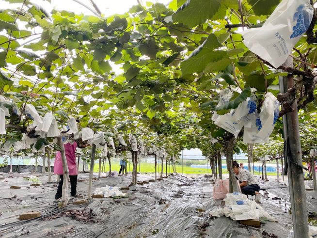 성도들이 포도를 수확하고 있다. ⓒ백송교회