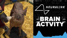 미국의 테크놀로지 기업 뉴럴링크가 공개한 돼지 &#039;거트루드&#039;. 뇌 속에 전극 칩을 이식한 채 생존하고 있다. ⓒ유튜브