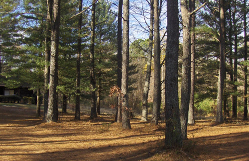 이전 새성전부지