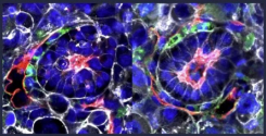 미국 캘리포니아공대와 영국 케임브리지대 연구팀이 세계 최초로 줄기세포를 이용해 인공으로 합성해 만든 인간 배아의 모습. ⓒ막달레나 제르니카-괴츠 교수 연구진 홈페이지
