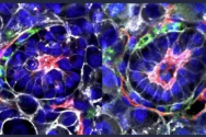 미국 캘리포니아공대와 영국 케임브리지대 연구팀이 세계 최초로 줄기세포를 이용해 인공으로 합성해 만든 인간 배아의 모습. ⓒ막달레나 제르니카-괴츠 교수 연구진 홈페이지