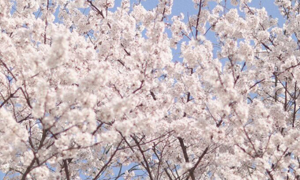봄을 알리는 벚꽃, photo 서울시청