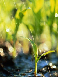 봄비, 그 맥박뛰는 소리