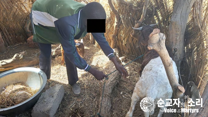 ▲찰스 목사가 사역을 위해 키우는 가축에게 먹이를 주고 있다.