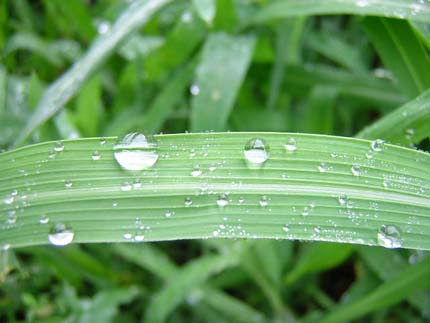 풀잎위의 이슬