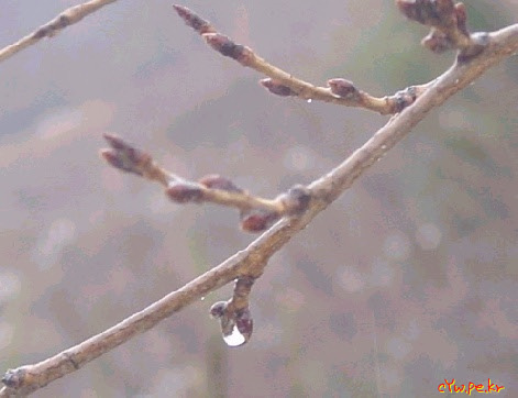 꽃들이 피어날거야