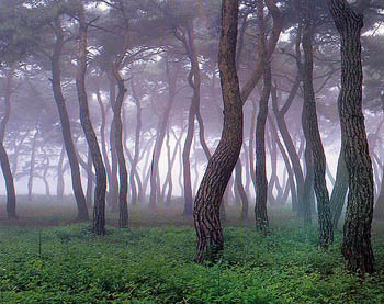 언제나 꿋꿋하게 서있는 나무처럼 꿋꿋이 주를 바라는 칭찬받는 일꾼이 되길..