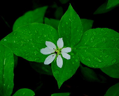 새벽이슬을 머금은 꽃