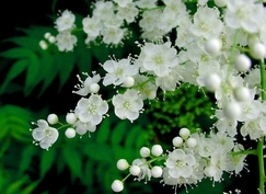 주님께 진 사랑의 빚 어찌갚을지