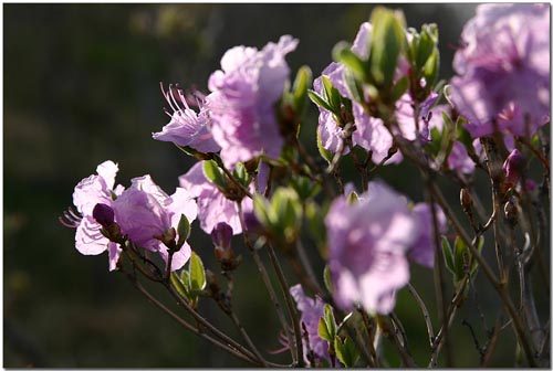 진달래가 붉은 것은 꽃의 마음이 아파서일까
