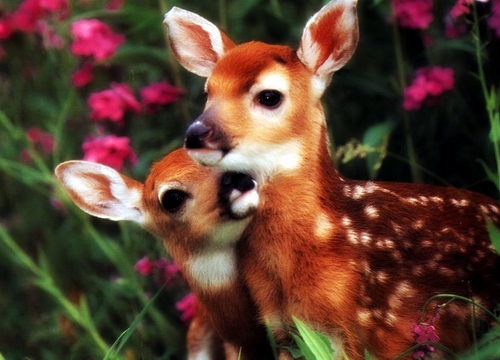 난 한 마리 목마른 사슴