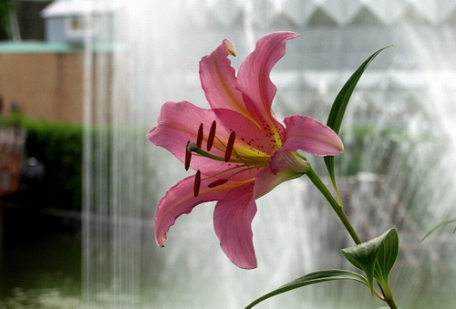 그대 지닌 아름다움은 잃지 않으리