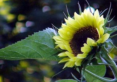 바보처럼 오신 주님...