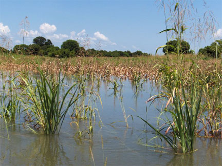 홍수로 잠긴 옥수수 밭 