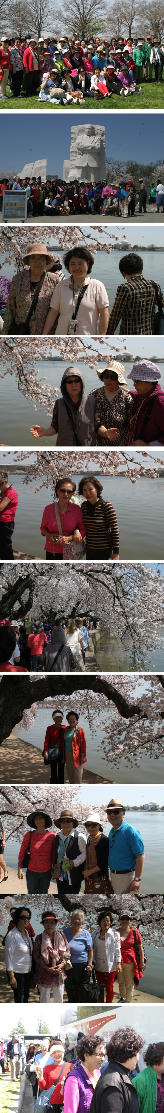 병원선교회 벚꽃축제