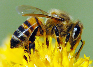 꿀벌은 꿀만? 