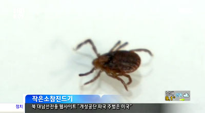 일명 '살인 진드기'로 통하는 작은소참진드기/방송화면 캡쳐