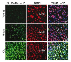 네이처 웹사이트 캡쳐