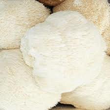 노루궁뎅이버섯