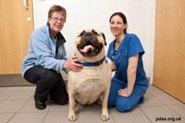 고도 비만 견공 '미지'