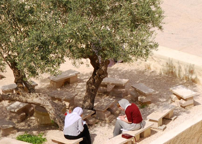 마르 사바 수도원의 감람나무 그늘 밑에서 성경을 읽는 여인들의 모습