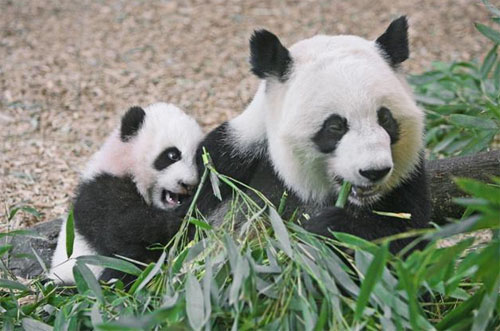 어미팬더 룬룬과 아기팬더 메이란