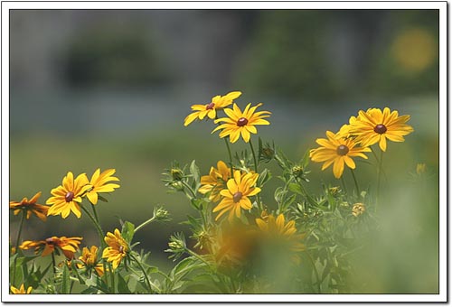 아직도 향기로운 몸 /그렁그렁 눈물  머금고 /비 온 후 햇살에 더욱 눈부셔
