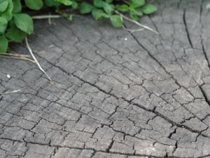 우리 인생의 굵직한 상처와 응어리들은 내면의 깊은 곳에 나만의 자서전으로 남습니다. 나무의 나이테처럼.